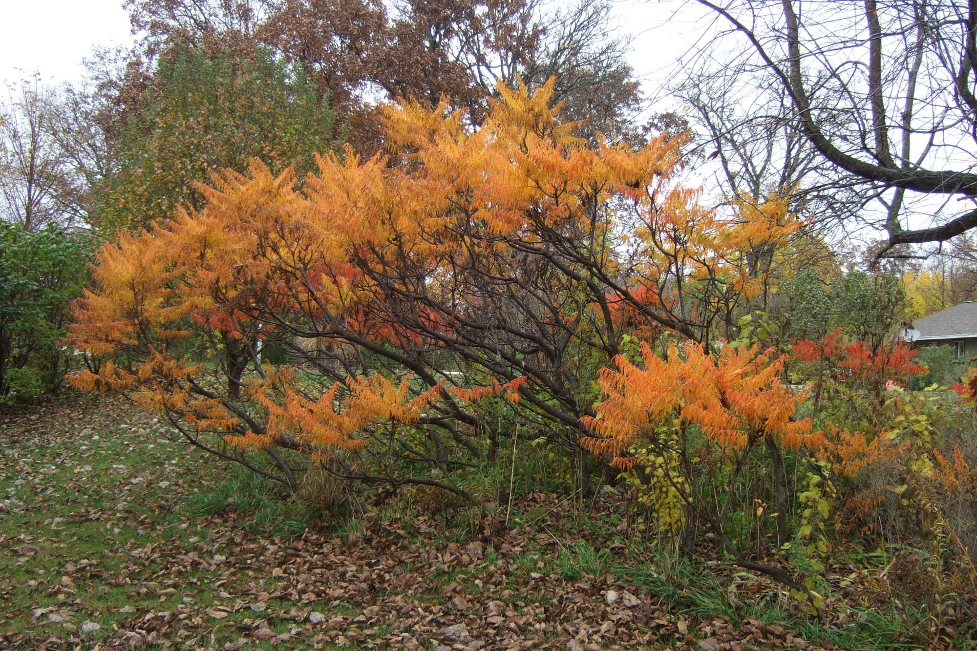 200x200px-ZC-c3702072_102312sumac1.jpeg