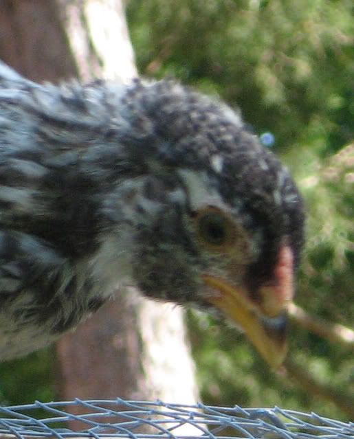 chick2.jpg