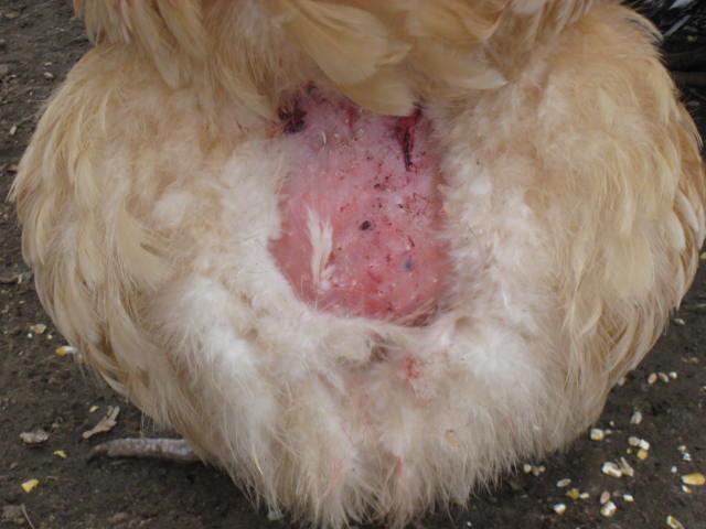 sickchickenbutt.jpg