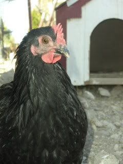 lovinchickin018.jpg
