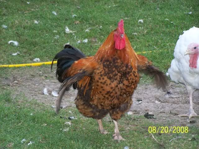 100_1500.jpg