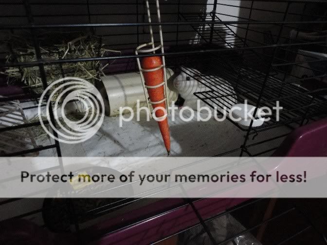 StellaandPiggyincage.jpg