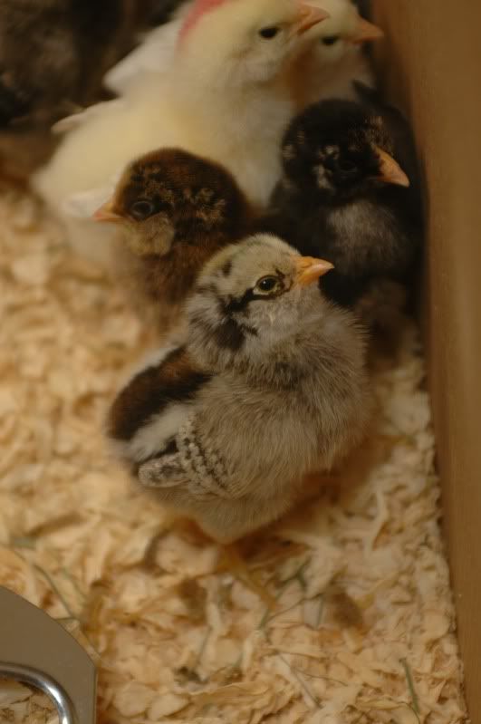 Chick2.jpg