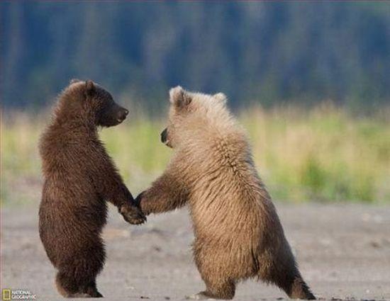 Baby-Animals-4.jpg