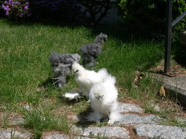 DSCN1574.jpg
