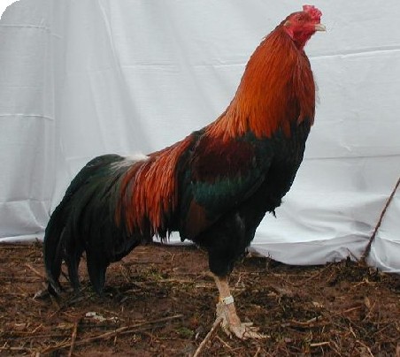 Black_Red_Cubalaya_3.jpg