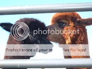 MYALPACAS11-09028.jpg