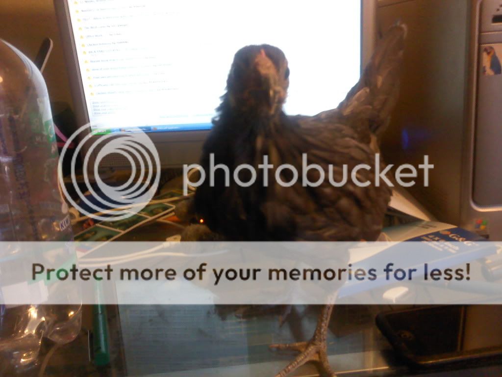 blackchicklet.jpg