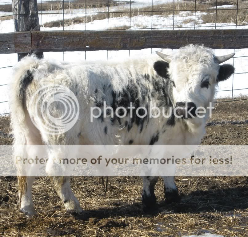 1longhorn.jpg