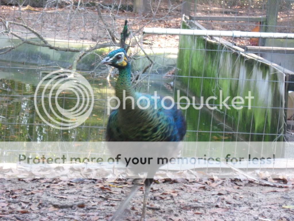 IMG_0372.jpg