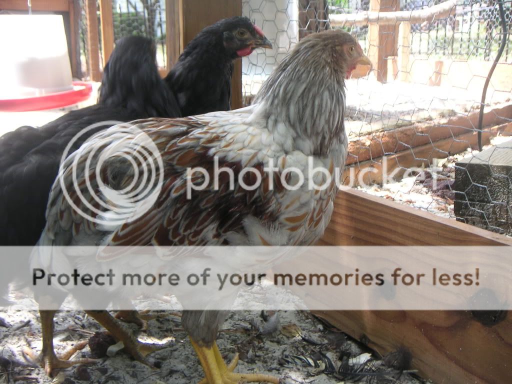PICT0076.jpg