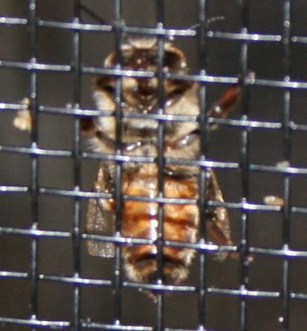 bees4.jpg
