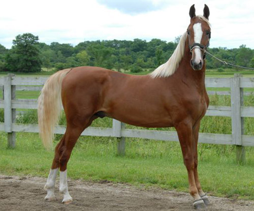 flaxen-horse.jpg