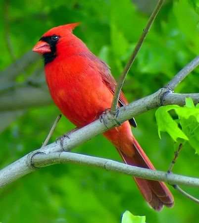 NorthernCardinal.jpg