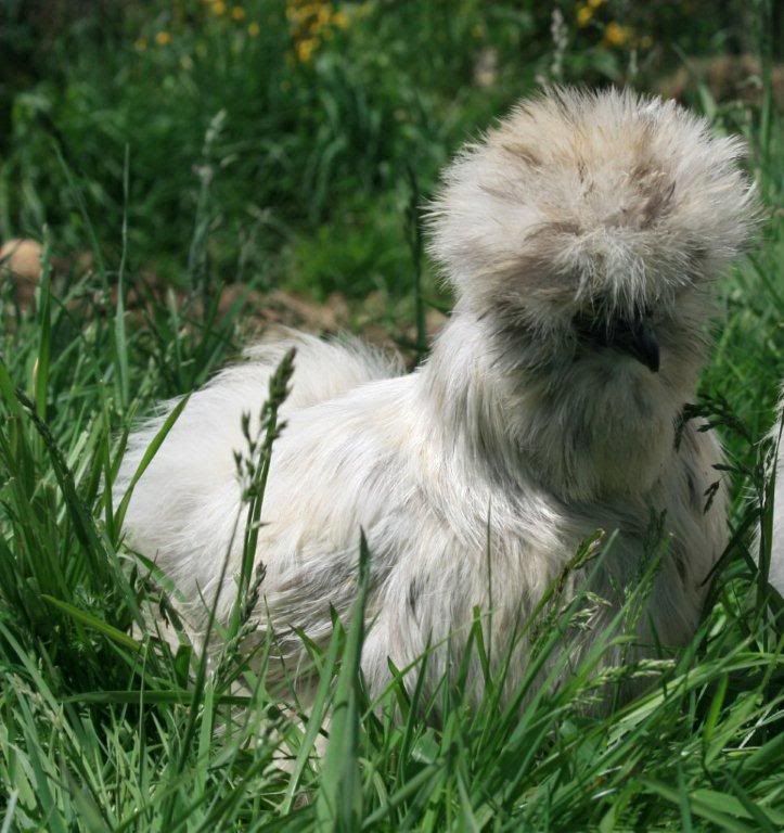 silkie2.jpg