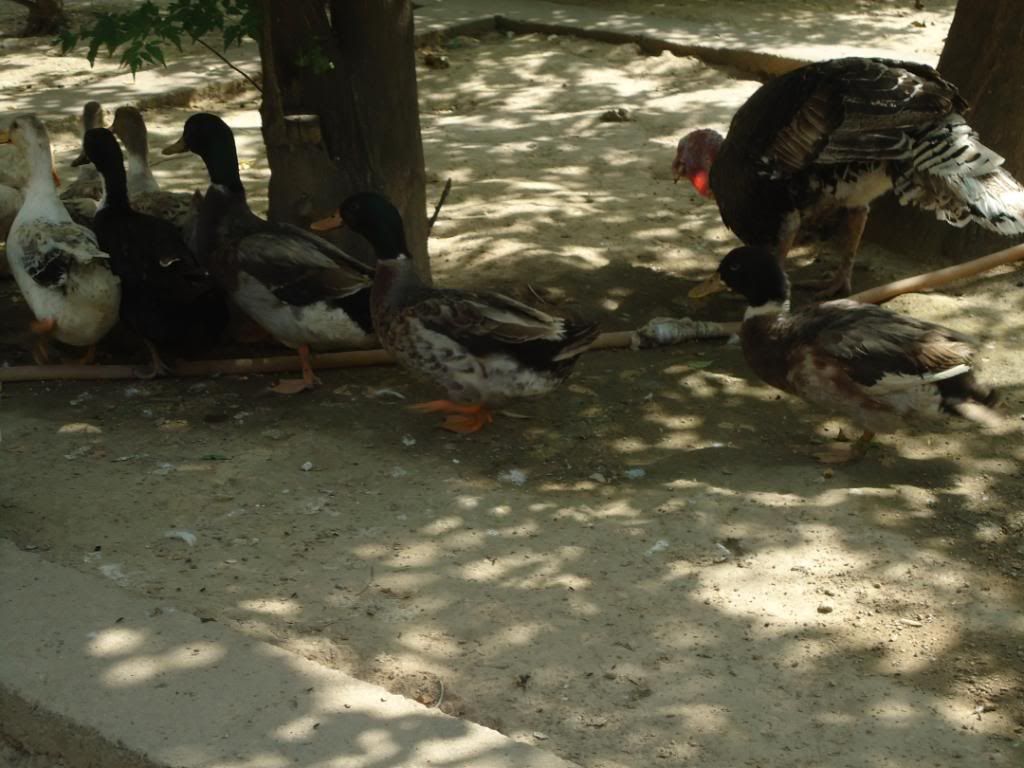 guniefowl022.jpg