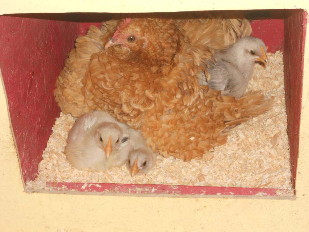 chicks3.jpg