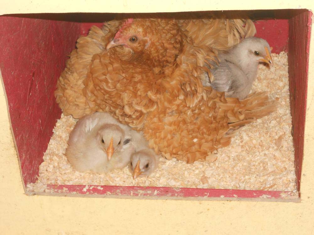 chicks3.jpg