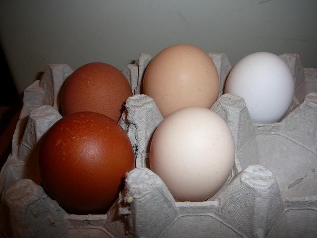 Ashereggs90208.jpg