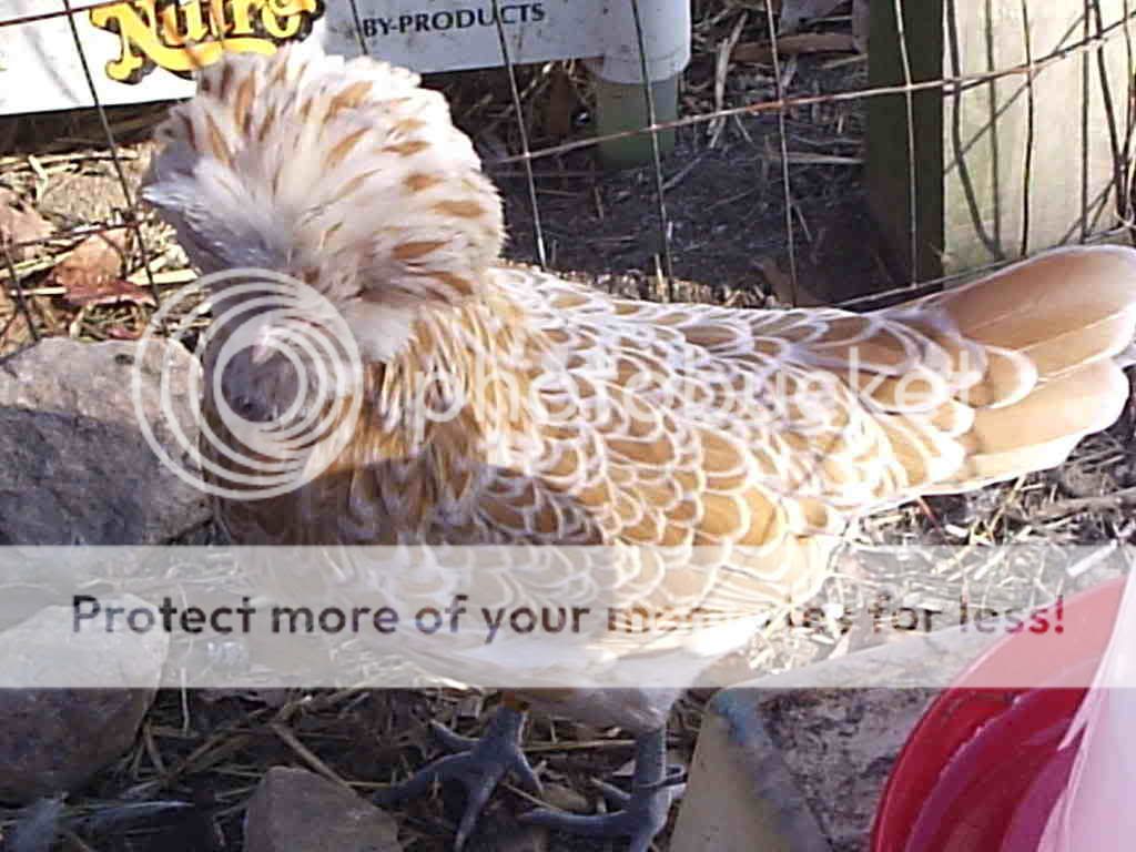MyPictures143.jpg