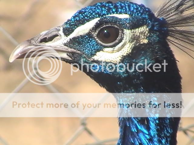 PIC_0124.jpg