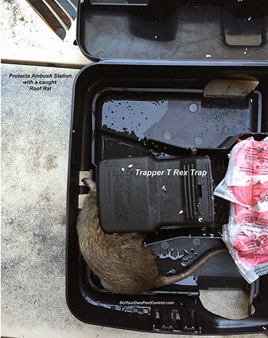 ambush_rat_390.jpg