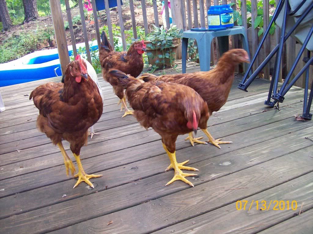ChickensJuly13037.jpg