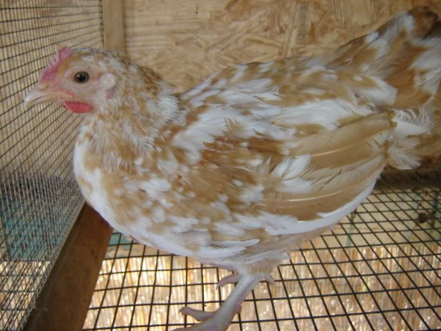 alohathanksgivingchicksonemonth002.jpg