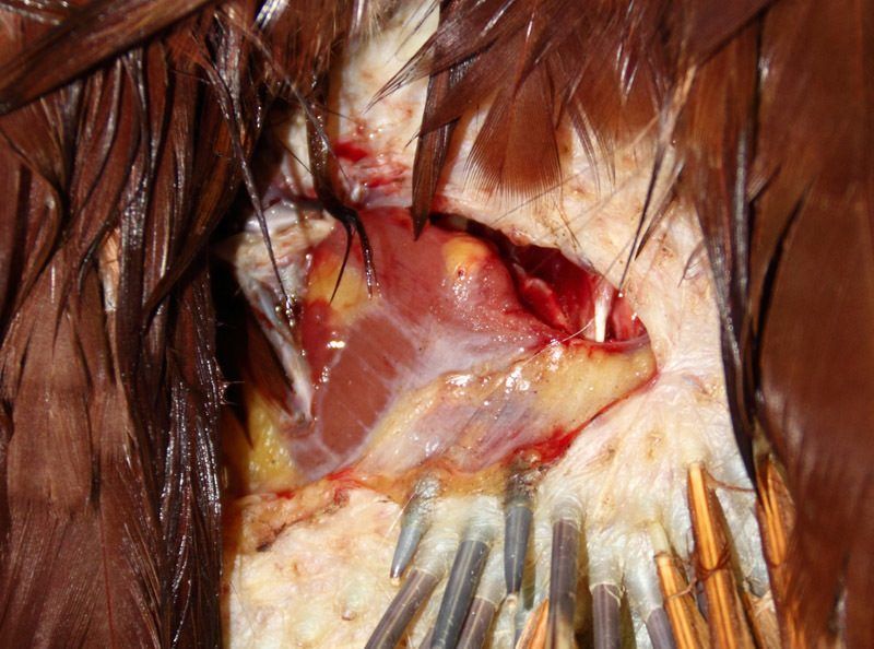 900x900px-LL-553cc28e_230_dog_wound_2_small.jpeg