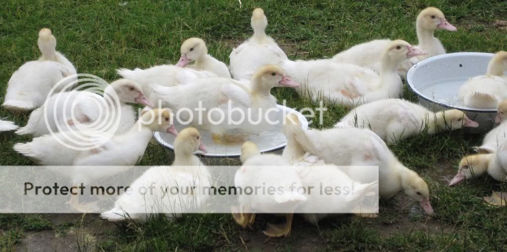 duck1.jpg