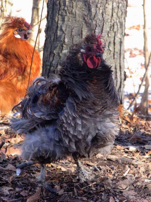 jaydenlucianchickens132.jpg