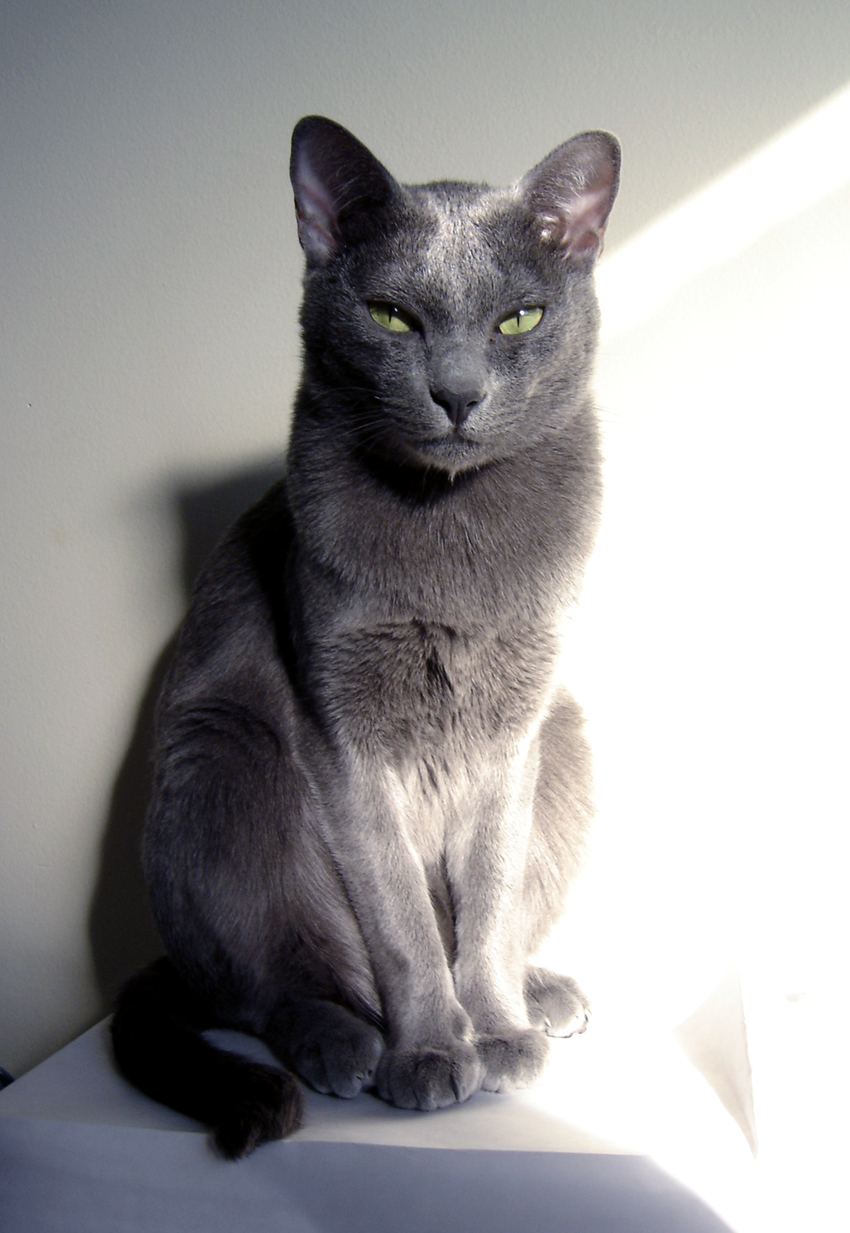 Veda%2Cchat-adulte-m%C3%A2le-race-korat.JPG