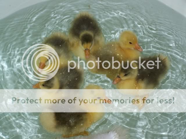 100_6710.jpg