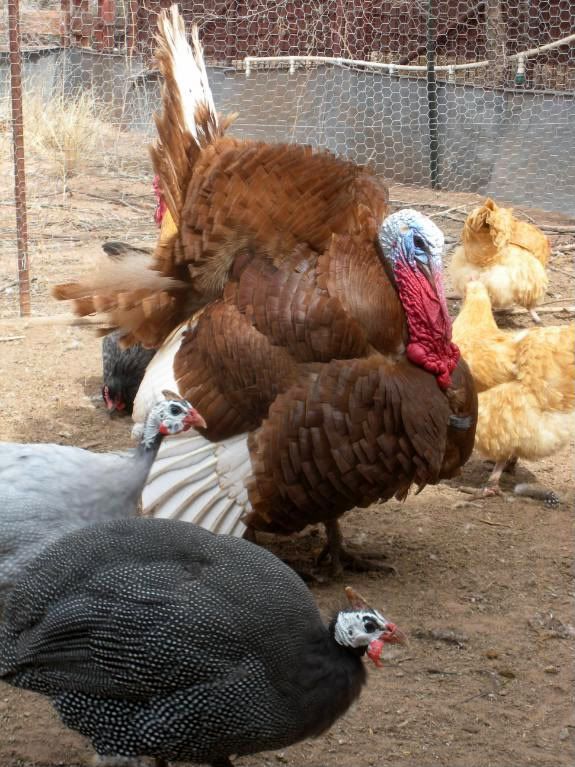 Chickens013.jpg