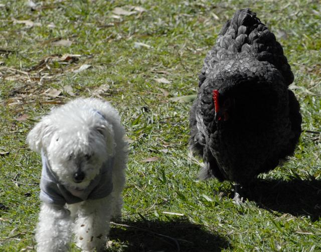 dog_chased_2_Small_.JPG
