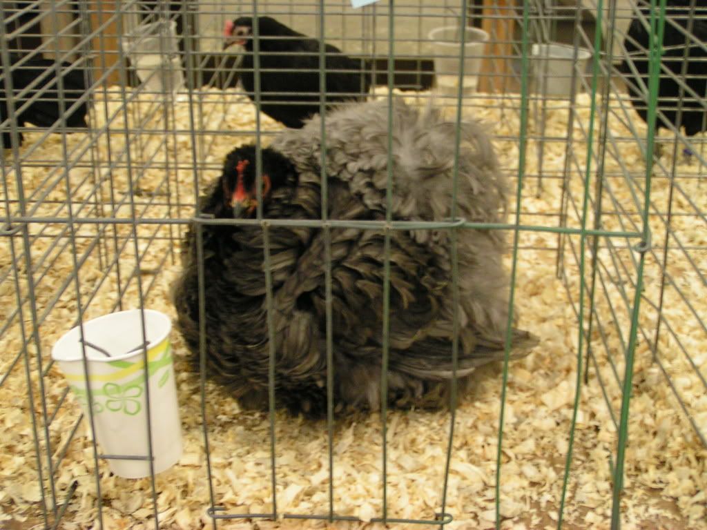 PICT0397.jpg