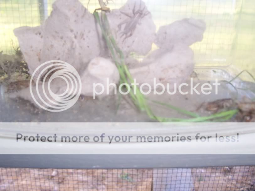 51310crickets.jpg