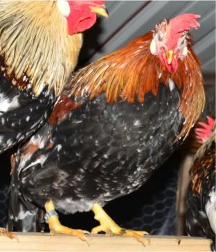 chickens2029-1.jpg