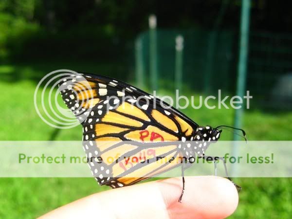 l_49b09d525033be9731909088ebc035-1.jpg