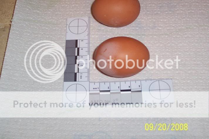 ourfirsteggs9-20-08.jpg