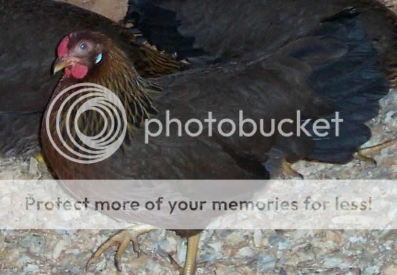 RCLBLPullet.jpg