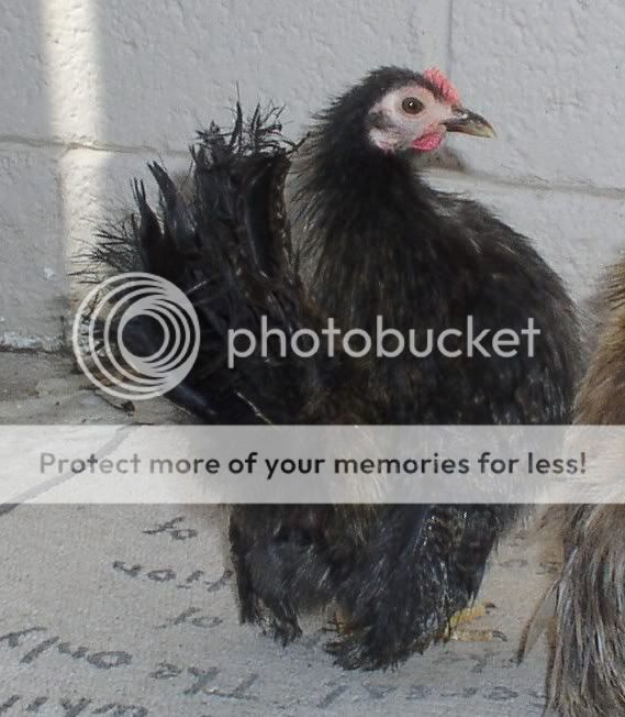 JBpullets1019053.jpg