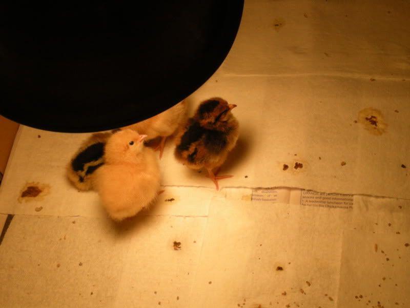 babychicks028.jpg