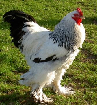 27857138brahma_cock.jpg