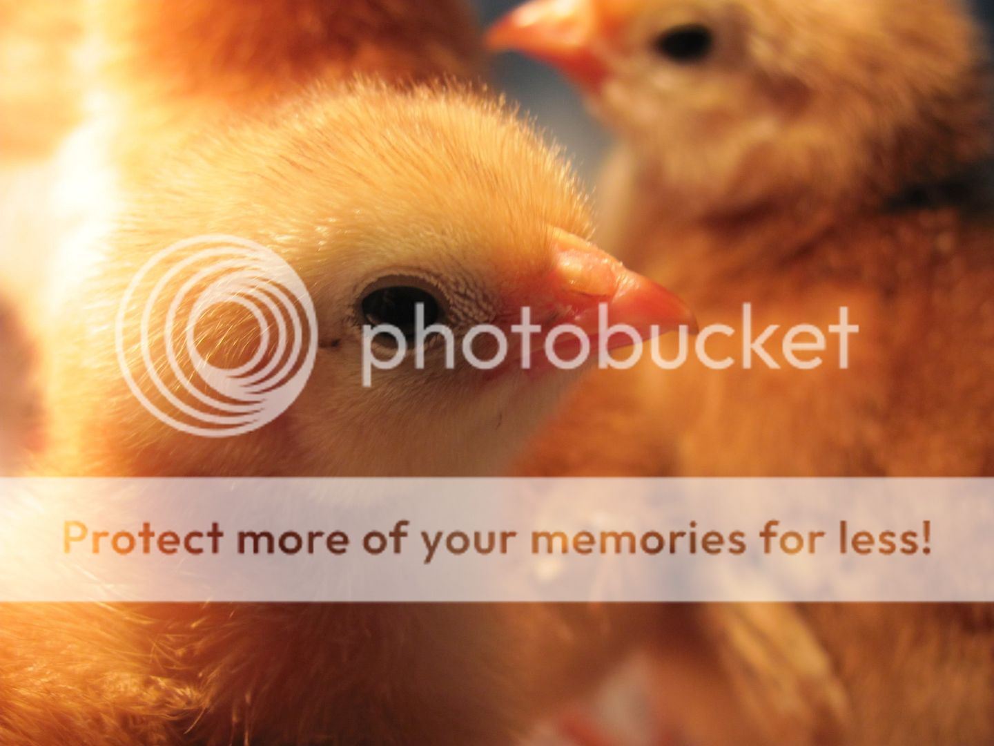 chicks2003.jpg
