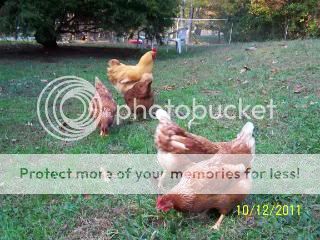 ChickenCoop2011012-2.jpg