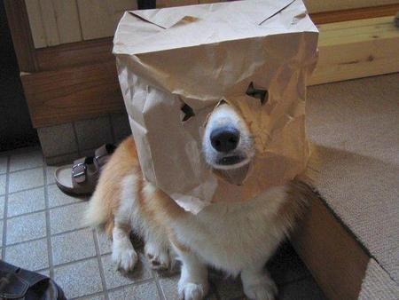 random+dog.jpg