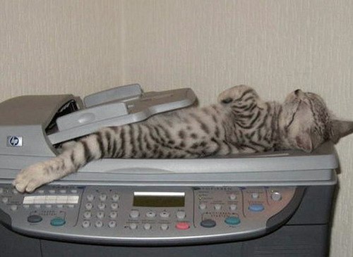 cat-scan-20100317-214115.jpg