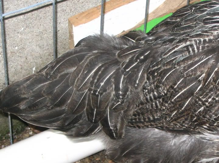 CupcakeTail.jpg
