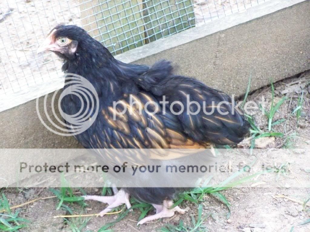 GLChick06-25-11.jpg